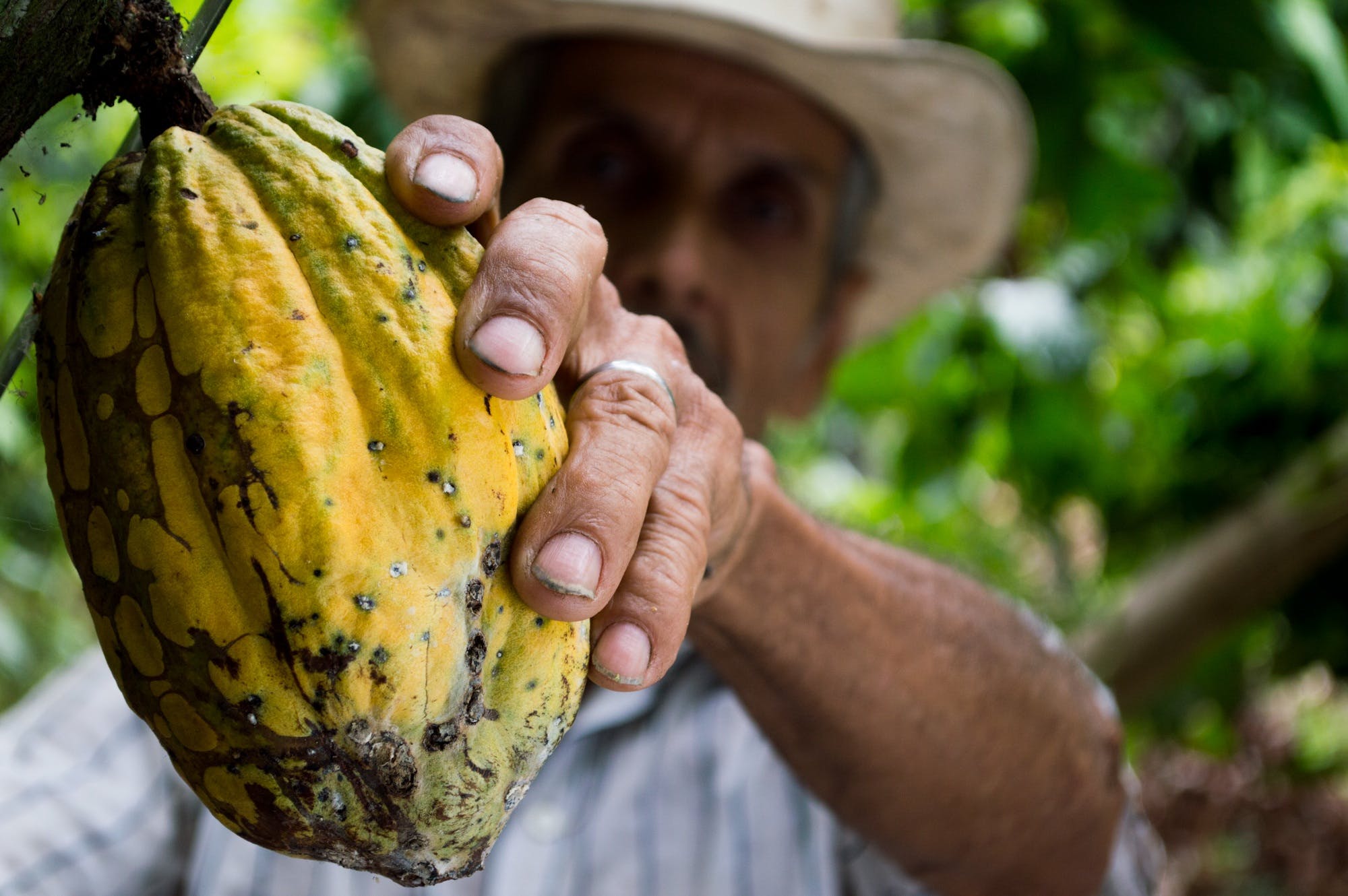 Distribuidor de Maquinaria Agrícola